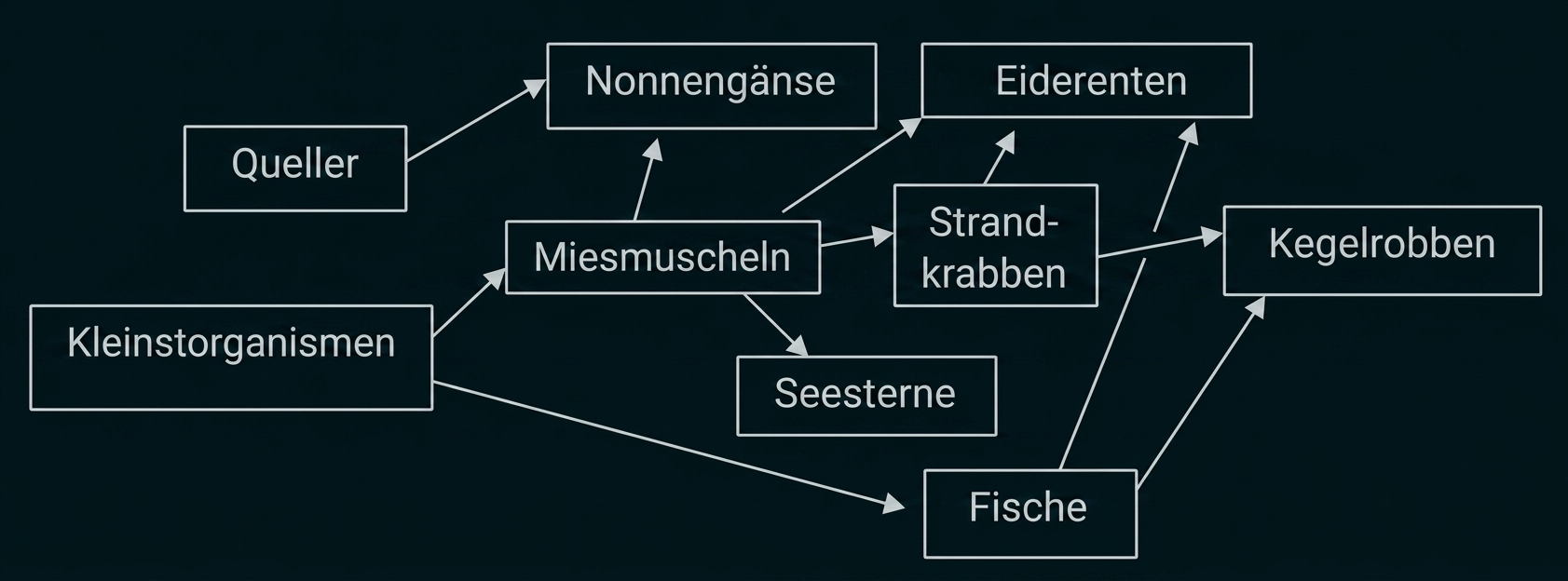 Nahrungsnetz im Meer mit verschiedenen Tieren und Kleinstorganismen